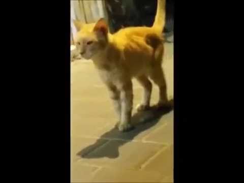 ‫עיקורים סירוסים‬‎ - YouTube