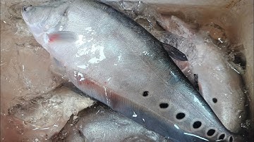 CÁCH NẠO CÁ THÁC LÁC KHÔNG BỊ XƯƠNG | EM THÚY _87