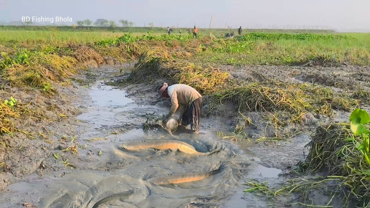 এ যেন বড় বড় ষোল মাছের মেলা Amazing Big Snakehead Fish Catching