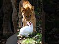 Unlikely Best Friends: Lion and Bunny Play Together! 🦁🐰 Cutest Duo Ever!