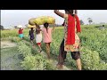 Evening routine village life in india  real life in indian village  indian real village