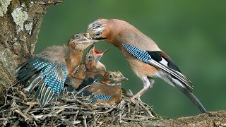 Bird jay - Jay Nesting Life and Interesting Facts + English subtitles