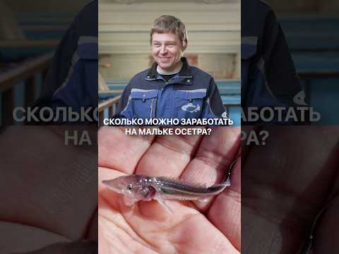 Как заработать МИЛЛИОНЫ на мальке осетра? #узв #рыбныйбизнес #рыба #бизнес #прибыль