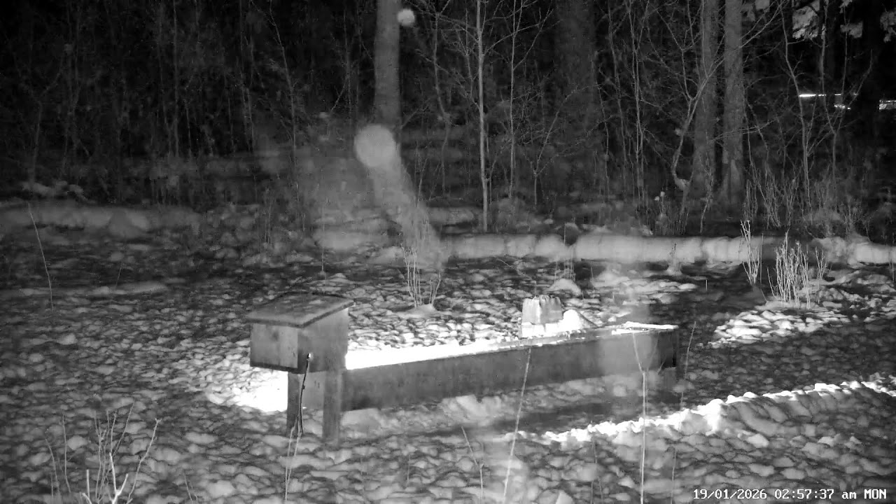 LIVE Deer Cam | 24/7 Ontario Forest PTZ View | Fernwood Hills