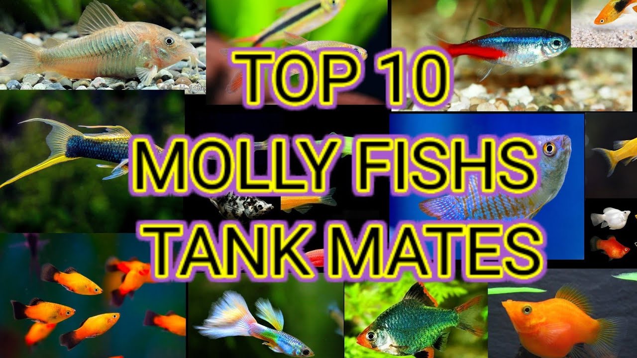 TOP 10 MOLLY FISH TANKMATES 🥰 / MOST USEFULL FOR YOUR MOLLY FISHS /SDV