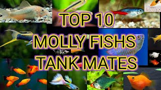 TOP 10 MOLLY FISH TANKMATES  / MOST USEFULL FOR YOUR MOLLY FISHS /SDV FISHS