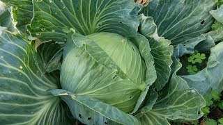 How to make easy homemade Sauerkraut