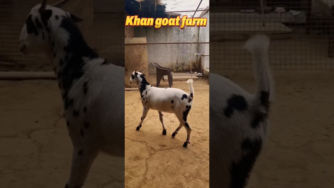 for sale All India transport 