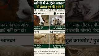 #EidUlAdha #Qurbani #Islam #Hadith #IslamicKnowledge #BakraEid