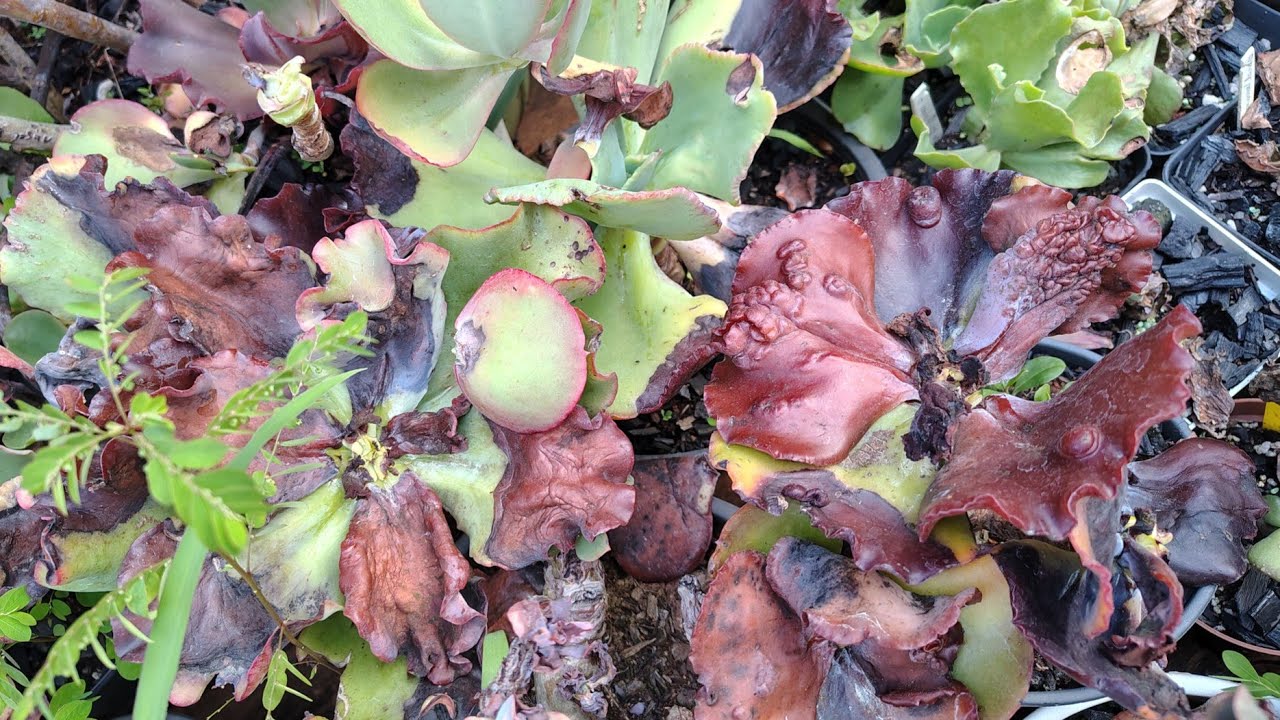 QUEIMEI com ENXOFRE boa parte das minhas plantas/suculentas 