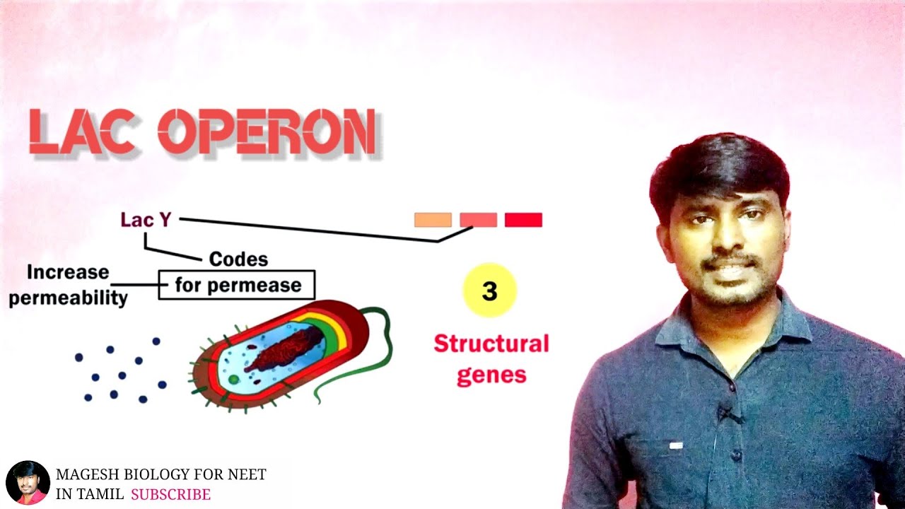 Regulation of gene expression | lac operon - YouTube