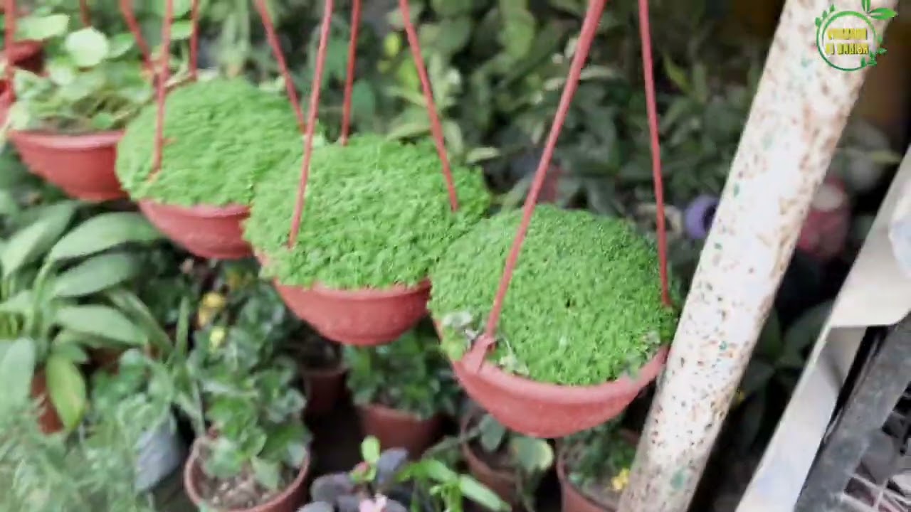 Beautiful nursery views 