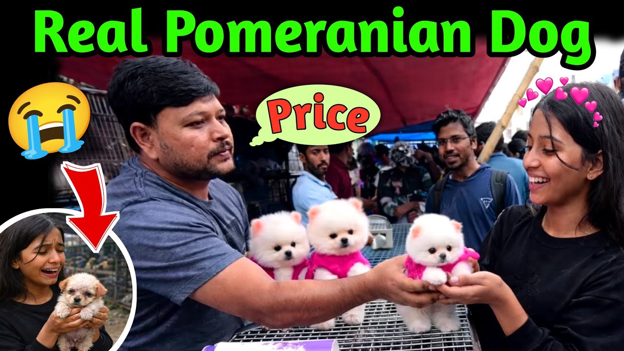 Latest Title & Thumbnail