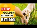 How to Train your Golden Retriever Puppy to Stop Biting