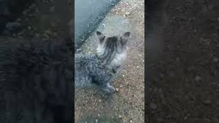 Gemoy The Feather Duster