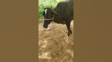 Treatment of maggot wound in cattle#top10 #treatment #animallover #animalshorts #viralvideo #animal