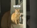 Https Vt Tiktok Com ZSuwEa5jd Allergies Cat Catmom Catcat Kitten Pets Cattok Cute Funny Https Vt Tiktok Com ZSuwEa5jd Allergies Cat Catmom Catcat Kitten Pets Cattok Cute Funny