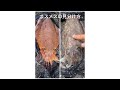 コウイカ の見分け方 オスメス(雄雌) (モンゴウイカ, カミナリイカ, スミイカ)