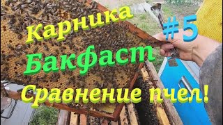 ✅Карника, Бакфаст и другие породы пчел! #ПЧЕЛОВОДСТВО5 НАЧИНАЮЩИМ С НУЛЯ!