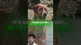 &quot;Buck is Smart!&quot; - Call of the Wild Edit |Камин - EMIN &amp; JONY (slowed &amp; reverb)