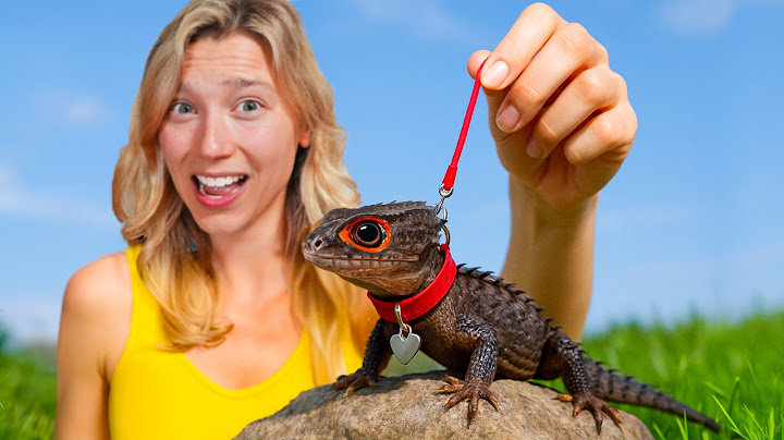 I Got a Pet Dragon...