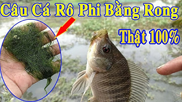 Câu Cá Rô Phi Bằng Rong | Cách Câu Cá Rô Phi Nổi Trên Mặt Nước