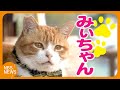 地域猫「みぃちゃん」はバス営業所の“看板猫”　地域の力で小さな命を守る　猫の殺処分に心を痛める高校生が支援呼びかけ