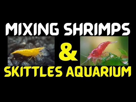 Breeding and Mixing Neocaridina Shrimps | Skittles Tank | Skittles Aquarium