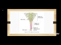 Root System |Morphology of Flowering Plants.|Class 11.Biology.