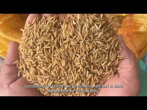 3. Wet direct seeding using mechanized direct rice seeders - video from IRRI