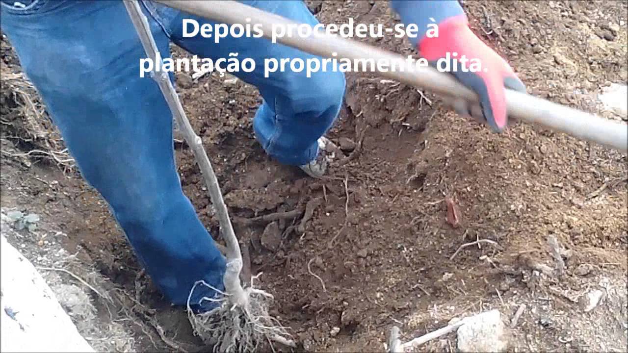 Plantação em Soutelo