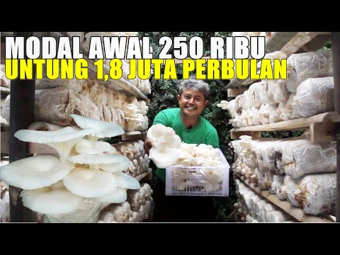 Video: Tips menanam bawang per kepala di kebun