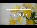 【チューリップ】川崎景介の暮らしの花文化