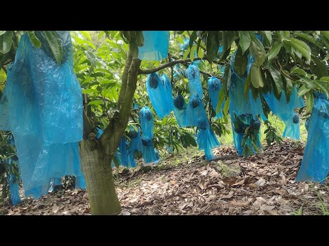 Video: Debería embolsar mi fruta: cómo y cuándo poner bolsas en los árboles frutales