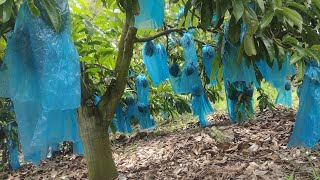 Porque se colocan bolsas a las frutas de guanabana