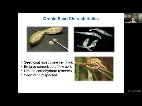 The Story of the Ghost Orchid Conservation