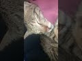#cat #cute #funny #cutecat #suncats #catvideos #catfunny #kitten