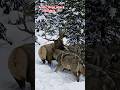 🦌❄️🐕 A frozen battle for survival in the breathtaking Arctic wild! 🔥✨
