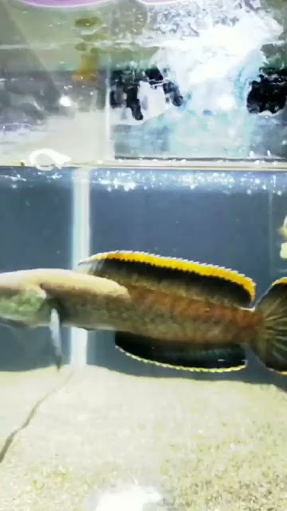 Channa Limbata mangap mangap || kualitas kontes #channa #channalimbata #ikanpredator