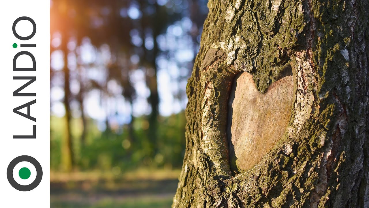 The Giving Tree • LANDiO YouTube