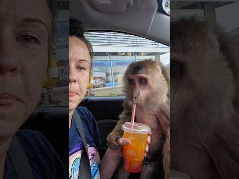 Why You Should NEVER Share a Drink With a Monkey