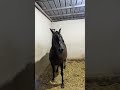 ألم الطلق عند الخيل Horse