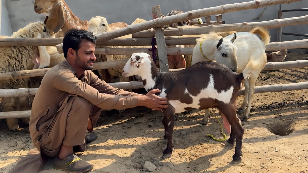 Teddy Bakri Ko BarBare Se Gaban Karwa Diya! 😱 Result Kya Hoga?