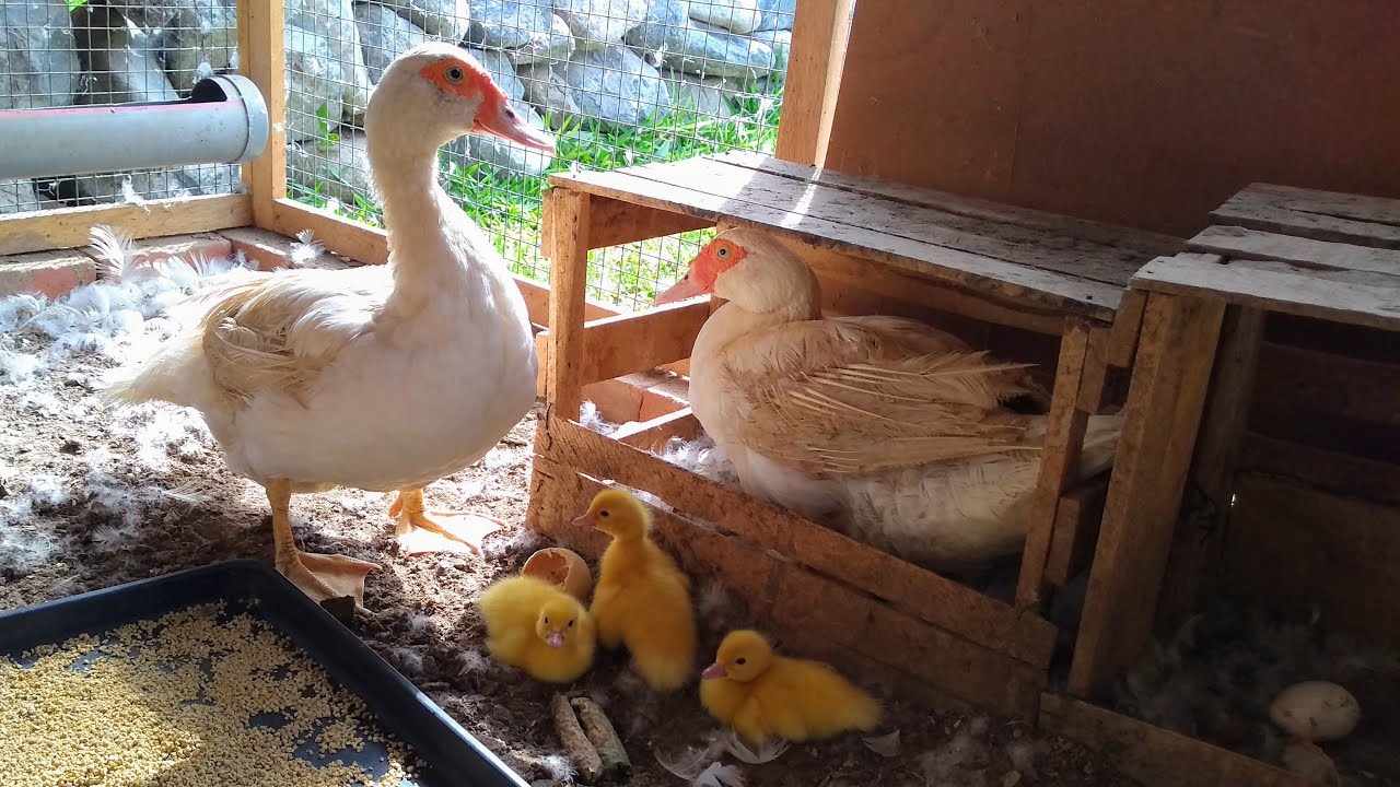 PATITOS RECIEN NACIDOS *patitos muscovy *aves de corral YouTube