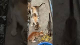 Kuk-Doo-Koo 🍗 #pets #trending #cute #funny #youtubeshorts #entertainment #love #subscribe #bts