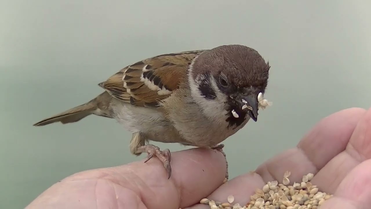 餌を貰いに手の上に飛んで来る雀 20260206 5（天満宮） - YouTube