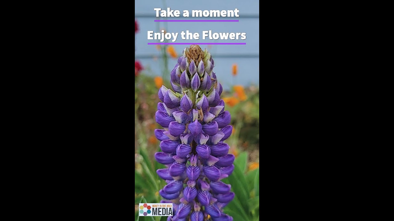 Take a moment, Enjoy the Flowers 