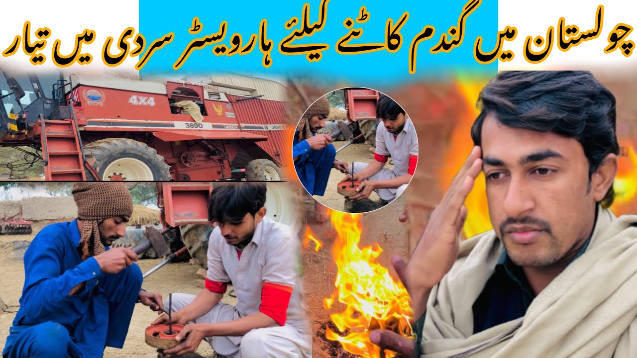 Cholistan May Gndam Ki Teyari Itni sardi May چولستان میں گندم کی کٹائی کی تیاری اتنی سردی میں😘😂