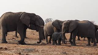 ETOSHA NATIONAL PARK 2023 - elephant herd