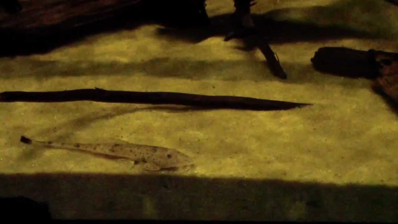 Pseudohemiodon platycephalus